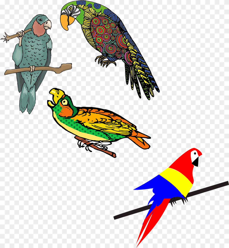 Vector Parrot Colored Dibujos De Loro Coloreados, Animal, Bird, Beak, Person Png