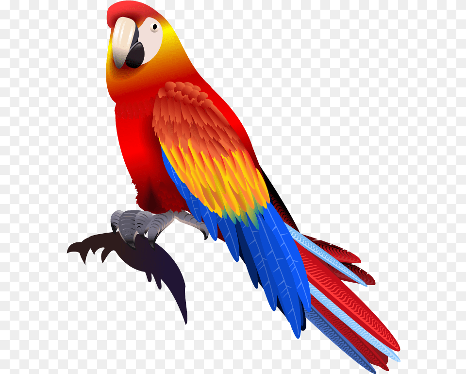 Vector Parrot Colored Parrot, Animal, Bird, Macaw Free Png Download