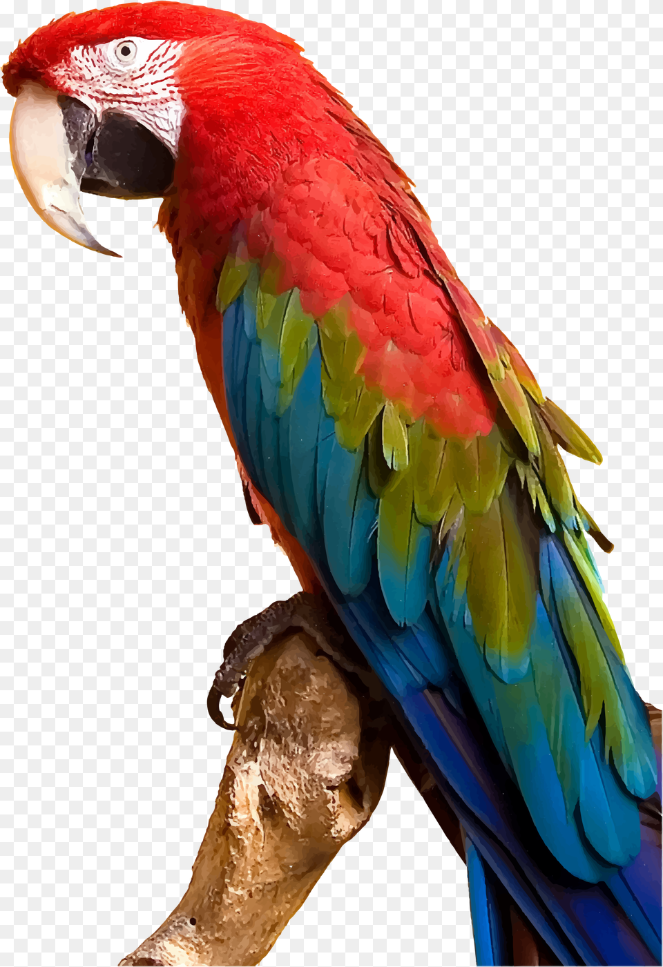 Vector Parrot Colourful Bird Macaw Parrot, Animal Free Png
