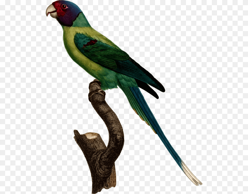 Vector Parrot Parakeet Jacques Barraband Parrot, Animal, Bird Free Png
