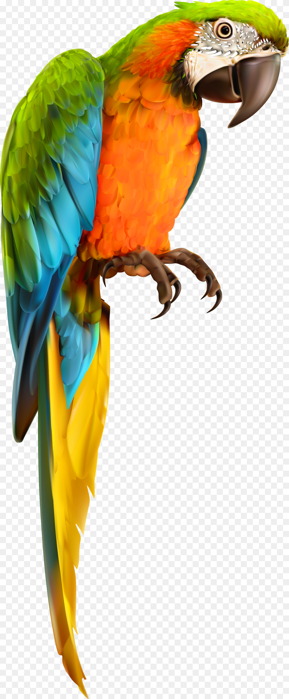 Vector Parrot Parakeet Transparent Background Parrot Transparent, Animal, Bird, Macaw Png