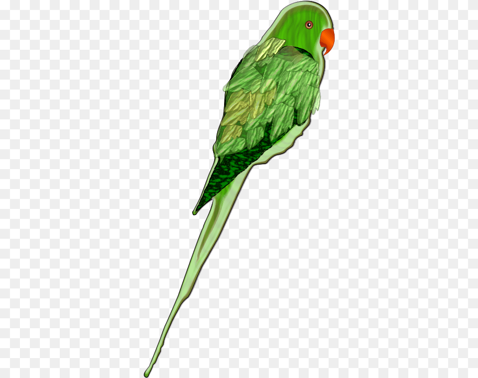 Vector Parrot Real Parrot Vector, Animal, Bird, Parakeet Free Transparent Png