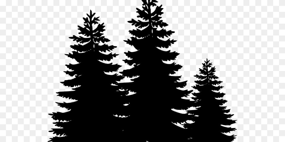 Vector Pine Tree, Fir, Plant, Conifer, Person Png Image