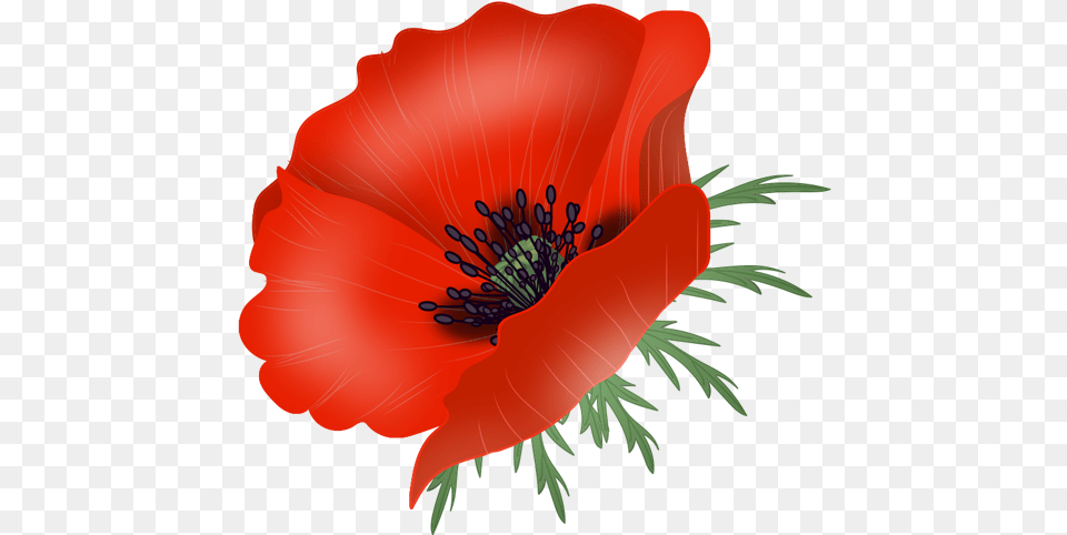 Vector Poppy Transparent Clipart Flower, Plant, Anemone, Anther Png