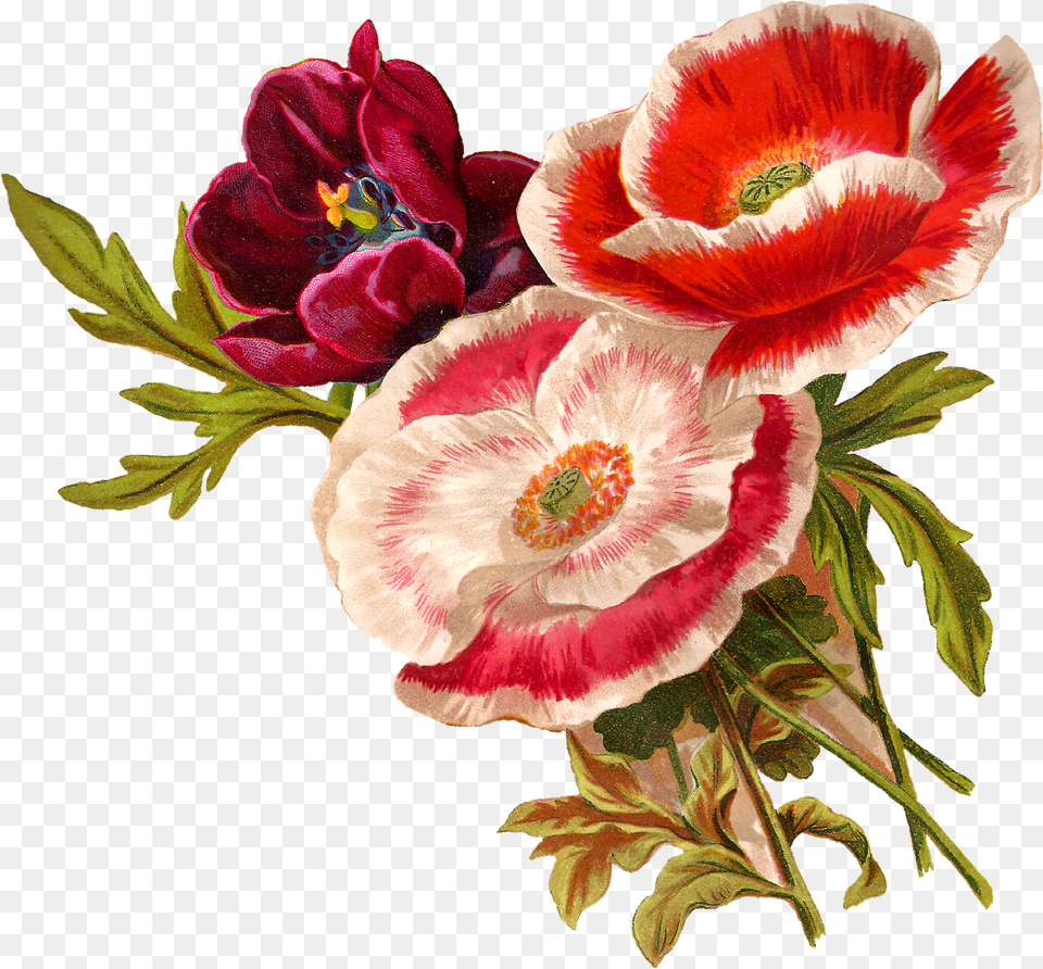Vector Poppy Transparent Clipart Flower Botanical Illustration, Plant, Flower Arrangement, Flower Bouquet, Rose Png