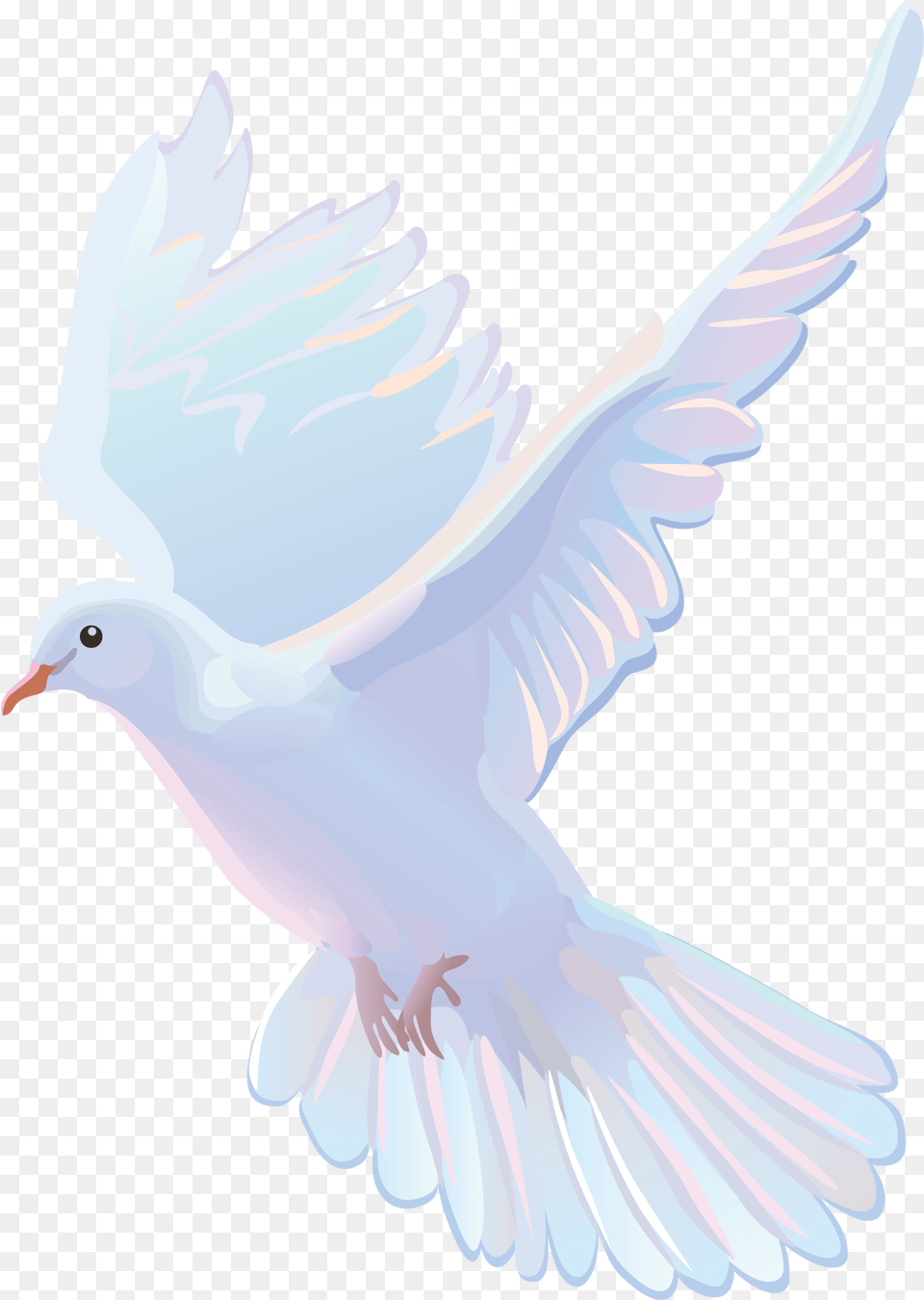 Vector Pretty White Dove, Animal, Bird, Pigeon, Person Png