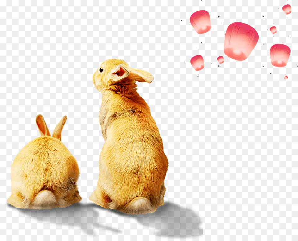 Vector Rabbit Mascot Rabbit, Animal, Mammal, Flower, Petal Png Image