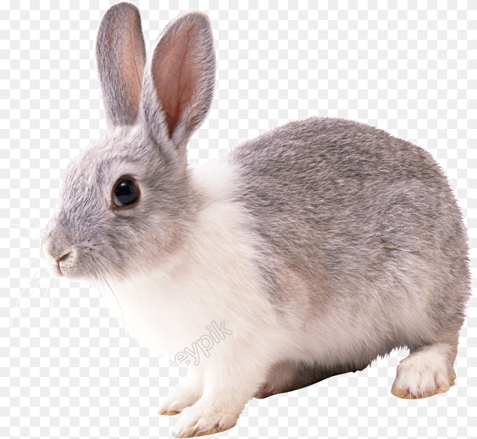 Vector Rabbit Realistic Rabbit, Animal, Mammal, Rat, Rodent Png Image