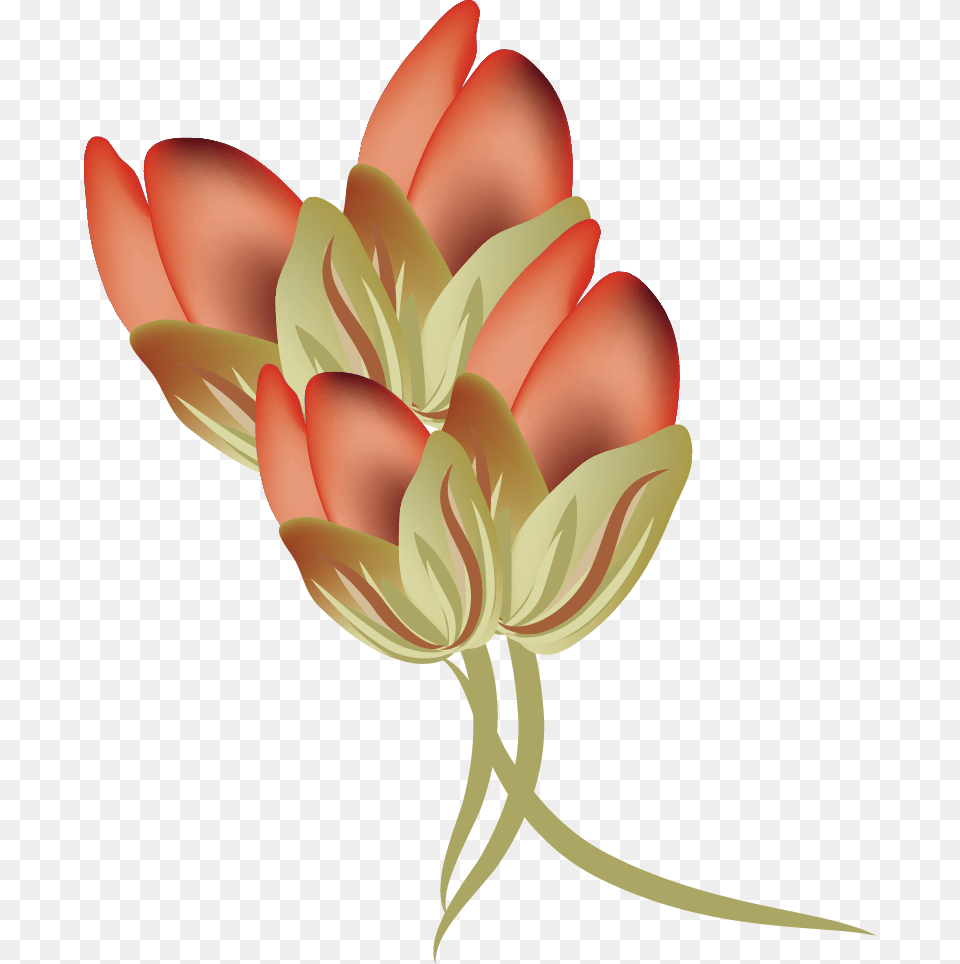 Vector Rose Bud Transprent Free Fire Lily, Art, Plant, Petal, Pattern Png