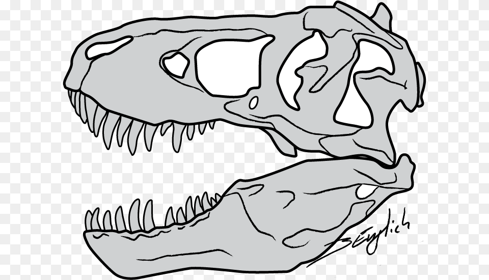 Vector Royalty Clipart Face T Rex T Rex Skull Clipart, Baby, Person, Head, Animal Free Png Download