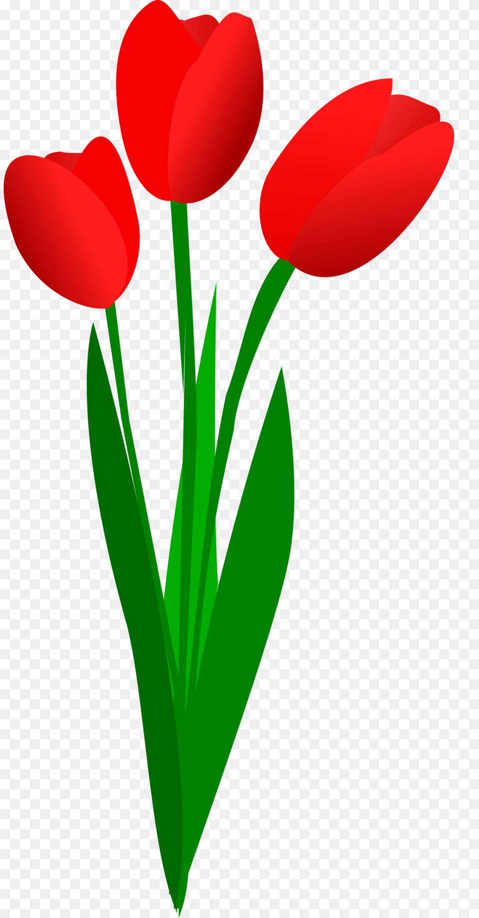 Vector Royalty Files Red Tulips Clipart, Flower, Plant, Tulip, Petal Free Png Download