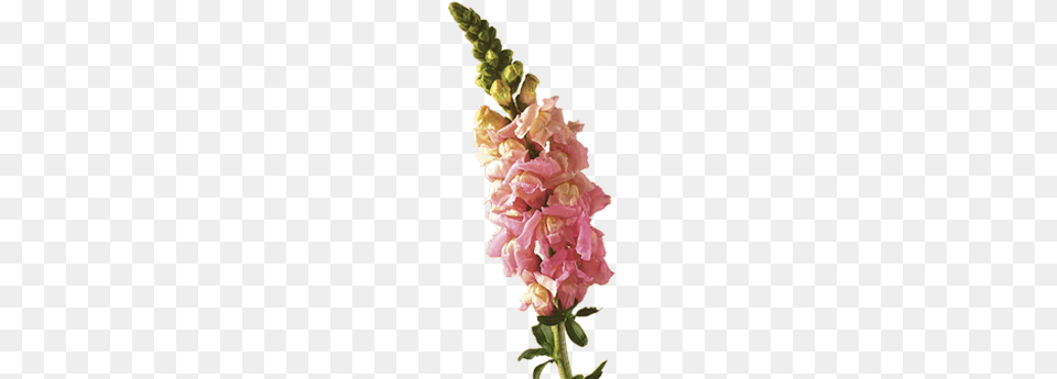 Vector Royalty Free In The Language Of Flowers Snapdragons Snapdragon Transparent, Flower, Plant, Petal, Gladiolus Png Image