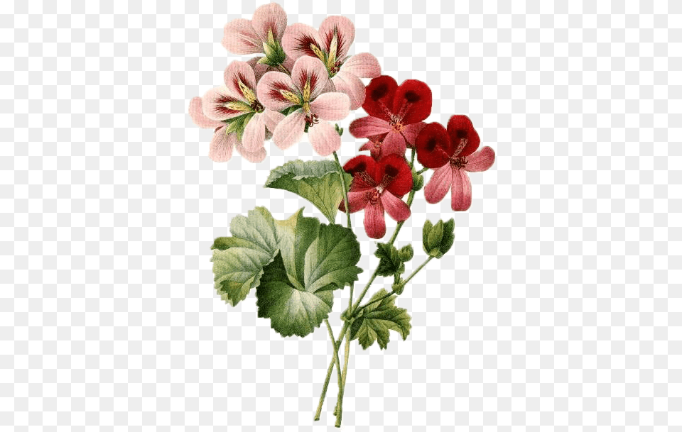 Vector Royalty Library Vintage Flowers Erbil Flower Vintage Illustration, Anther, Geranium, Plant Free Transparent Png