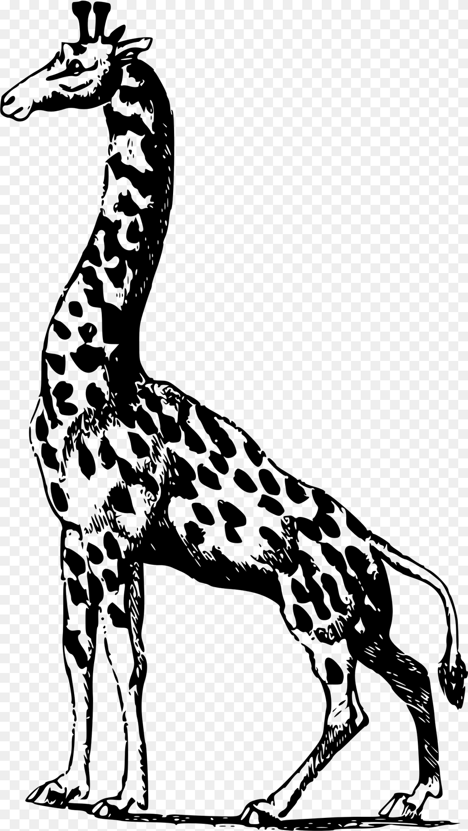Vector Royalty Stock Africa Clipart African Giraffe Giraffe, Gray Free Png Download