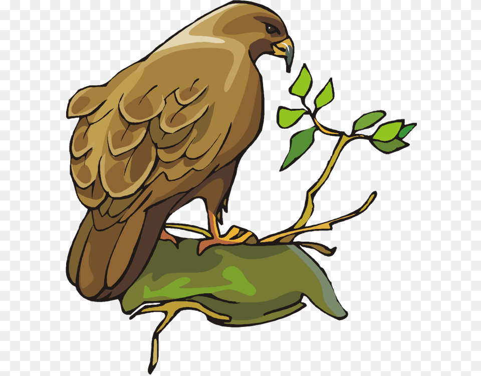 Vector Royalty Library Bird Of Prey Clip Art, Animal, Kite Bird, Beak, Buzzard Free Transparent Png