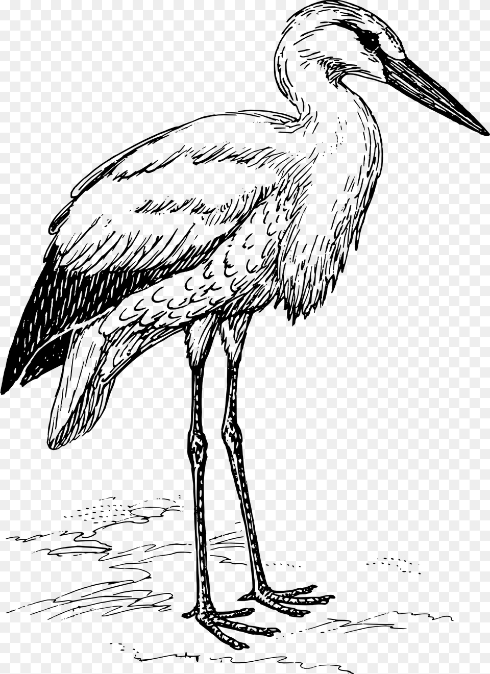 Vector Royalty Stock Heron Drawing Line Stork Bird Clipart, Animal, Waterfowl, Crane Bird Png Image