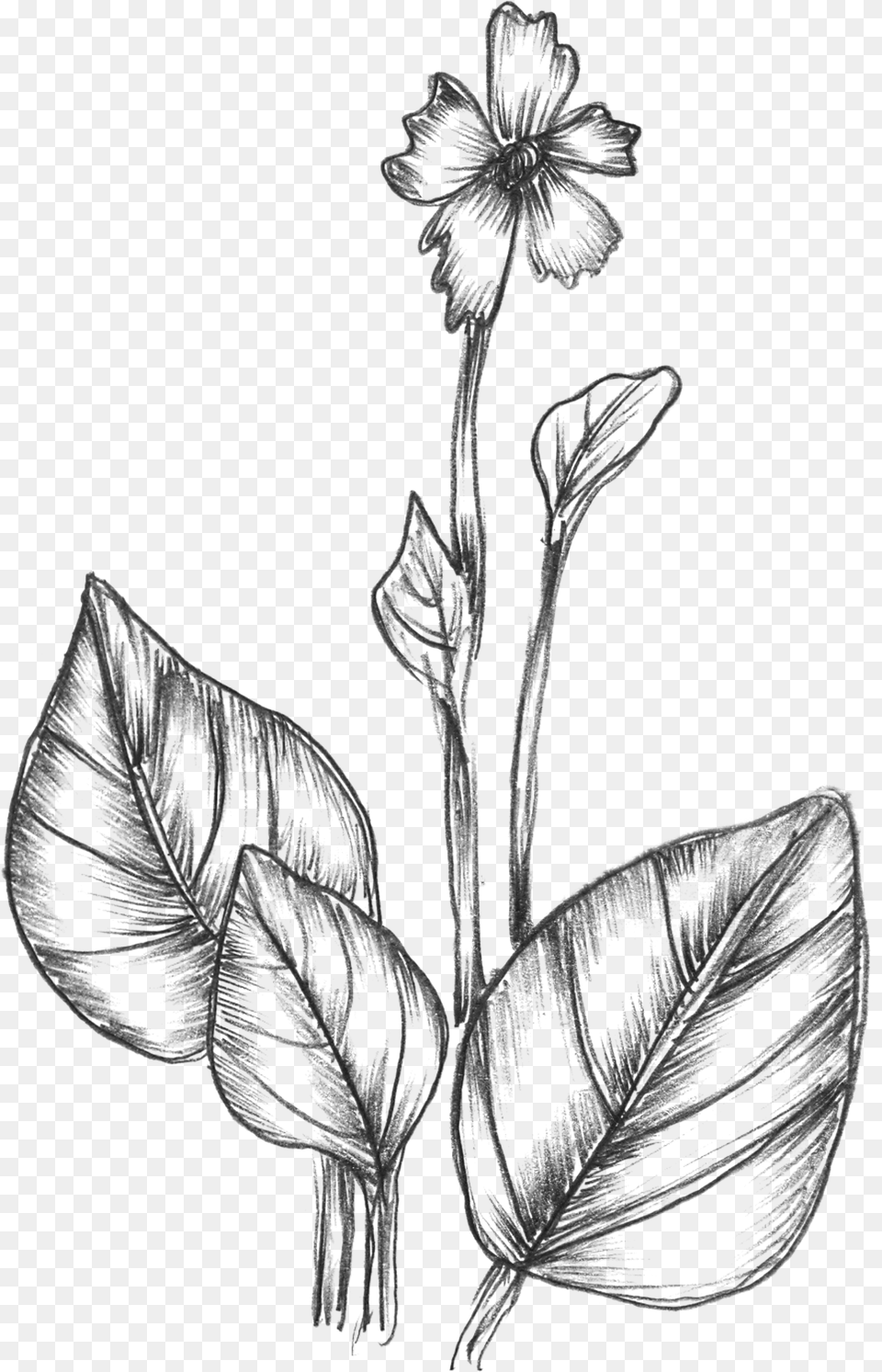 Vector Sketchy Plants Drawing Images Of Nature, Gray Free Transparent Png