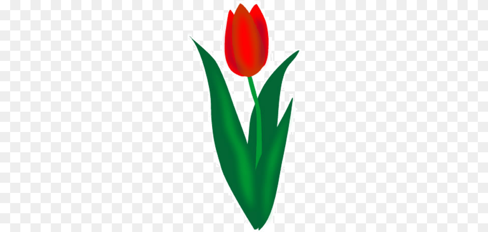 Vector Stock Tulip Images Free Download Transparent Background Tulip Clip Art, Flower, Plant, Dynamite, Weapon Png Image