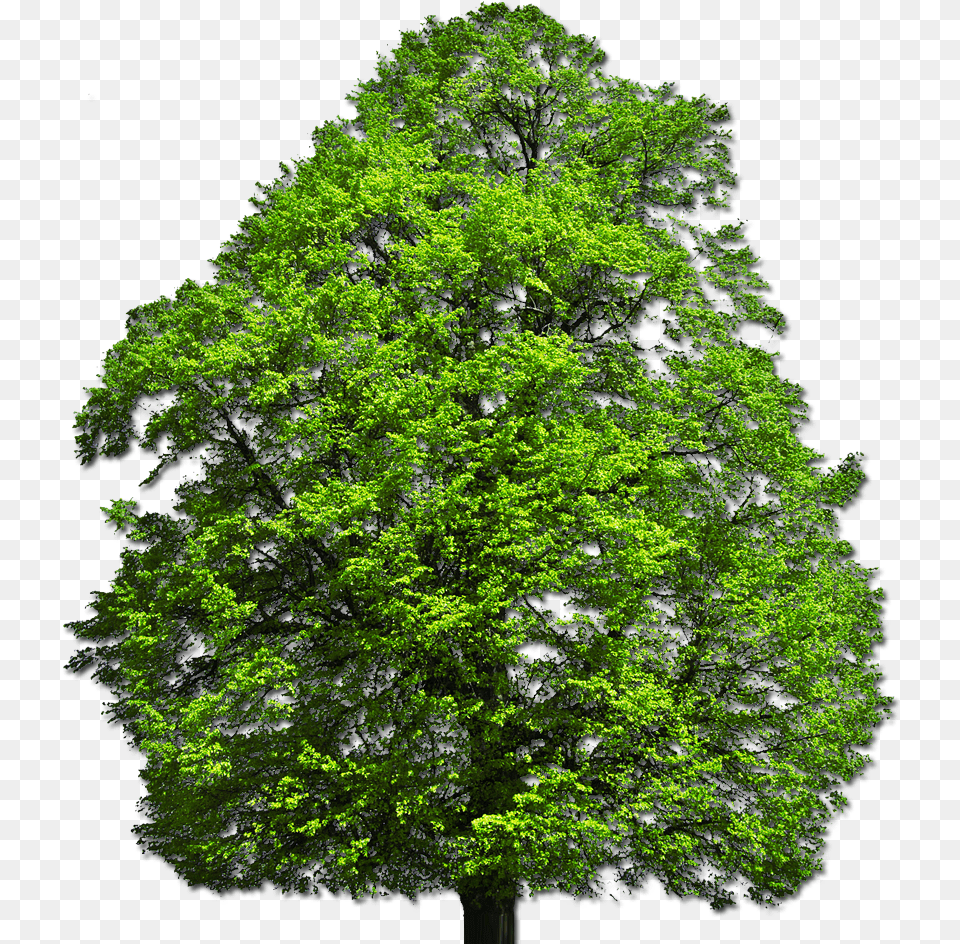 Vector Top Tree, Green, Oak, Plant, Sycamore Free Png Download