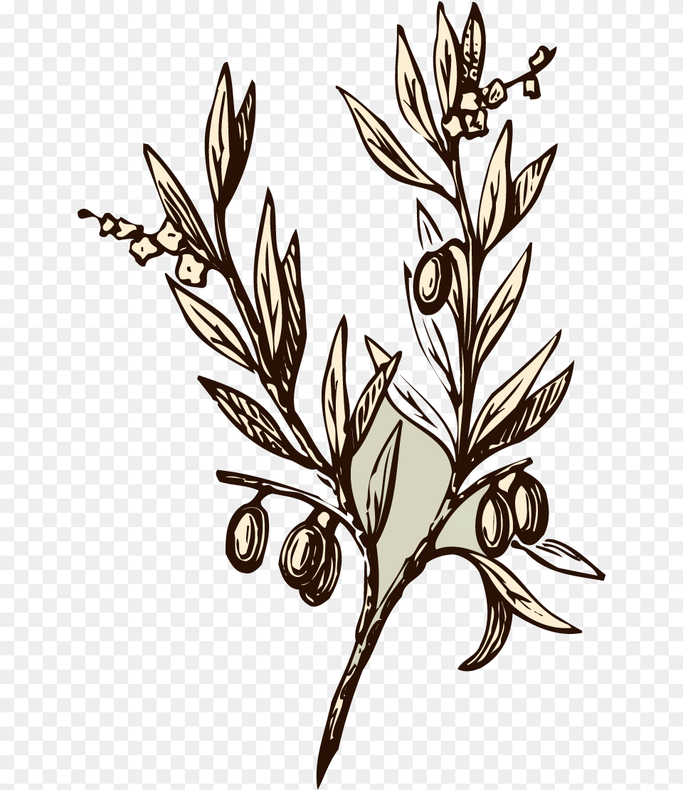 Vector Transparent Branch Transparent Almond Olive Tree Drawing, Art, Floral Design, Graphics, Pattern Png