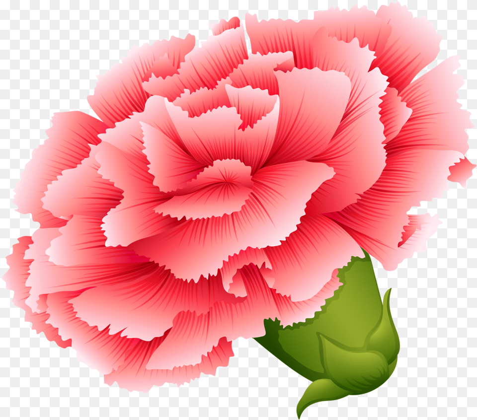 Vector Transparent Button Flowers And Carnation Flower Illustration, Plant, Rose Free Png Download