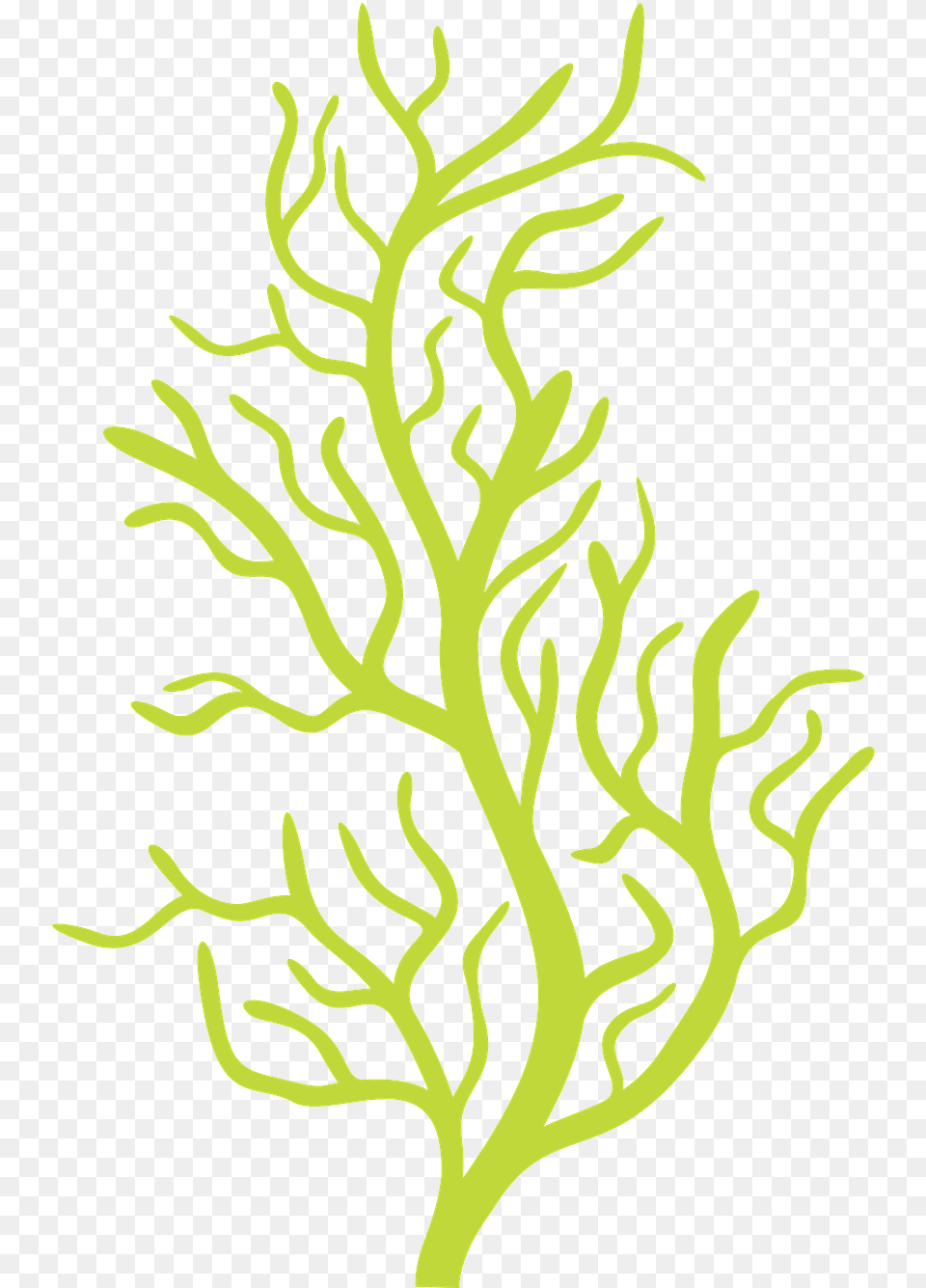 Vector Transparent Download Http Fazendoarte Minus Bubble Guppies Seaweed, Plant Png