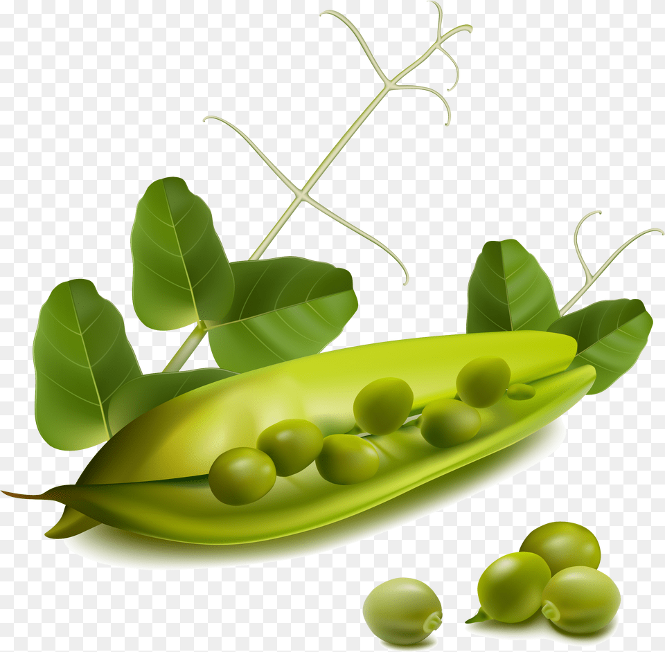 Vector Vegetables, Food, Pea, Plant, Produce Free Png