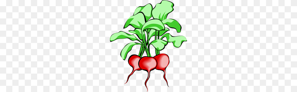 Vector Vegetables Clipart, Food, Plant, Produce, Radish Png Image
