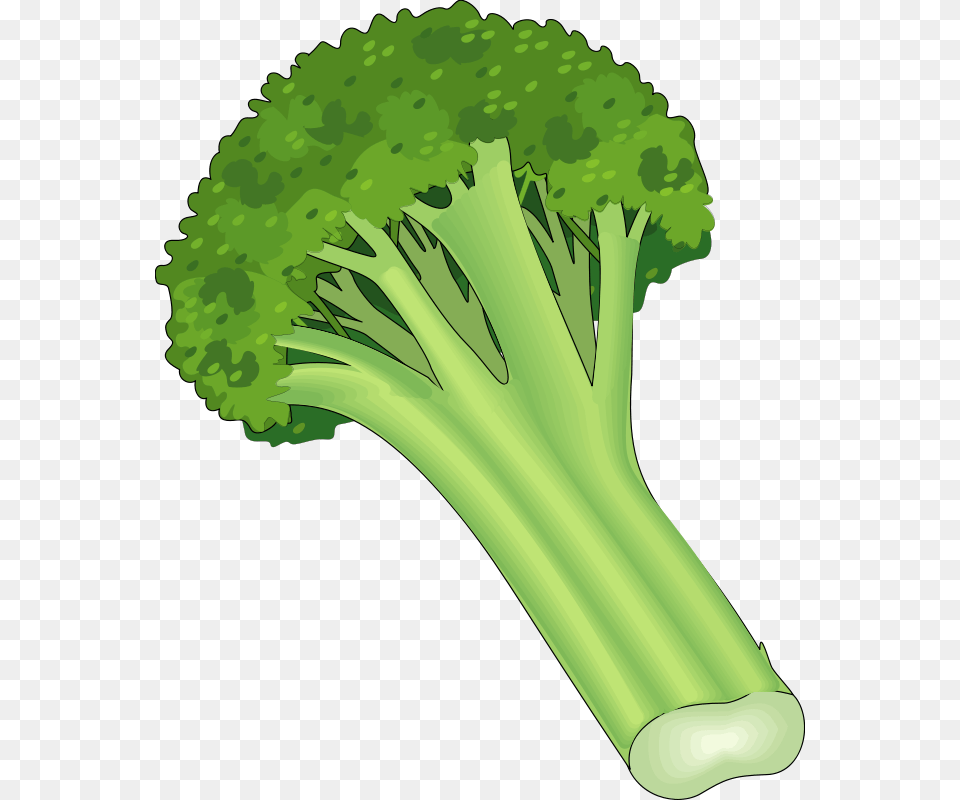 Vector Vegetables Single Vegetable Clipart, Broccoli, Food, Plant, Produce Free Transparent Png