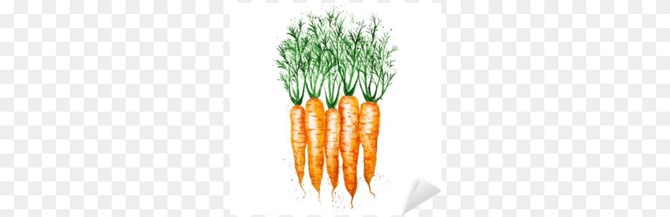 Vector Watercolor Carrots Isolated On White Background Carrots Watercolor, Carrot, Food, Plant, Produce Free Png