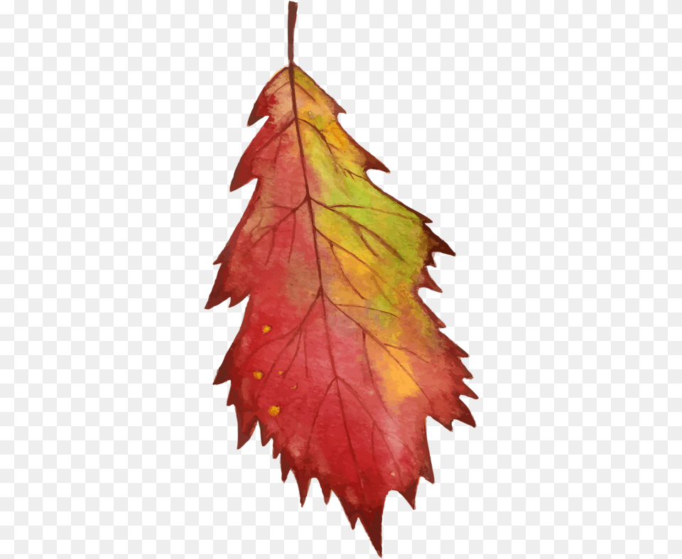 Vector Watercolor Fall Leaves, Leaf, Plant, Tree, Maple Free Png