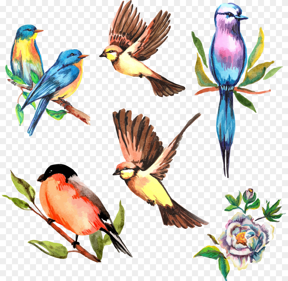 Vector Watercolor Flower Bird Watercolor Bird Vector, Animal, Bee Eater, Beak, Jay Free Png