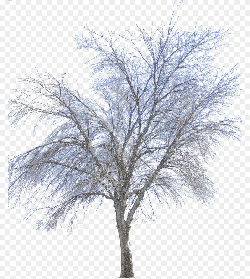 Vector Winter Tree Winter Transparent, Frost, Ice, Nature, Outdoors Free Png