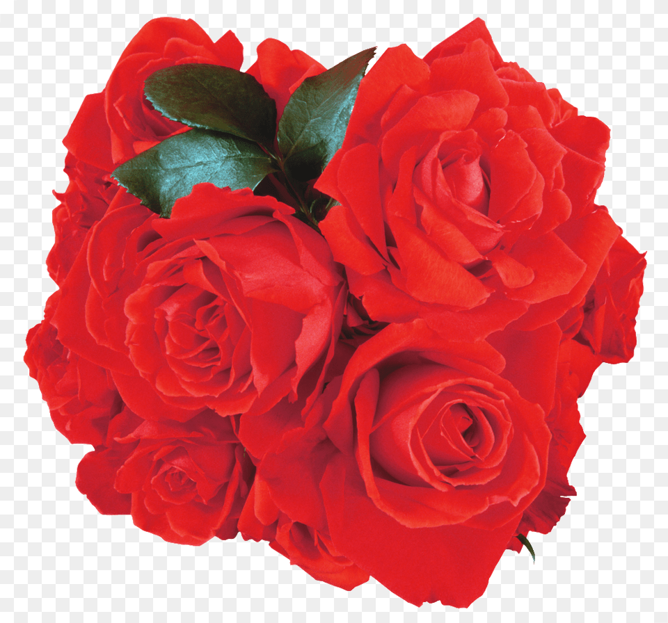 Vectores De Rosas Rojas Para Descarga Gratuita En Heypik, Flower, Flower Arrangement, Flower Bouquet, Plant Free Png