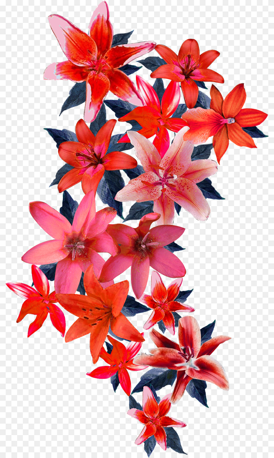 Vectorflowervector Artflower Vectorvector Flower Fire Star Orchid, Flower Arrangement, Plant, Flower Bouquet, Geranium Png Image