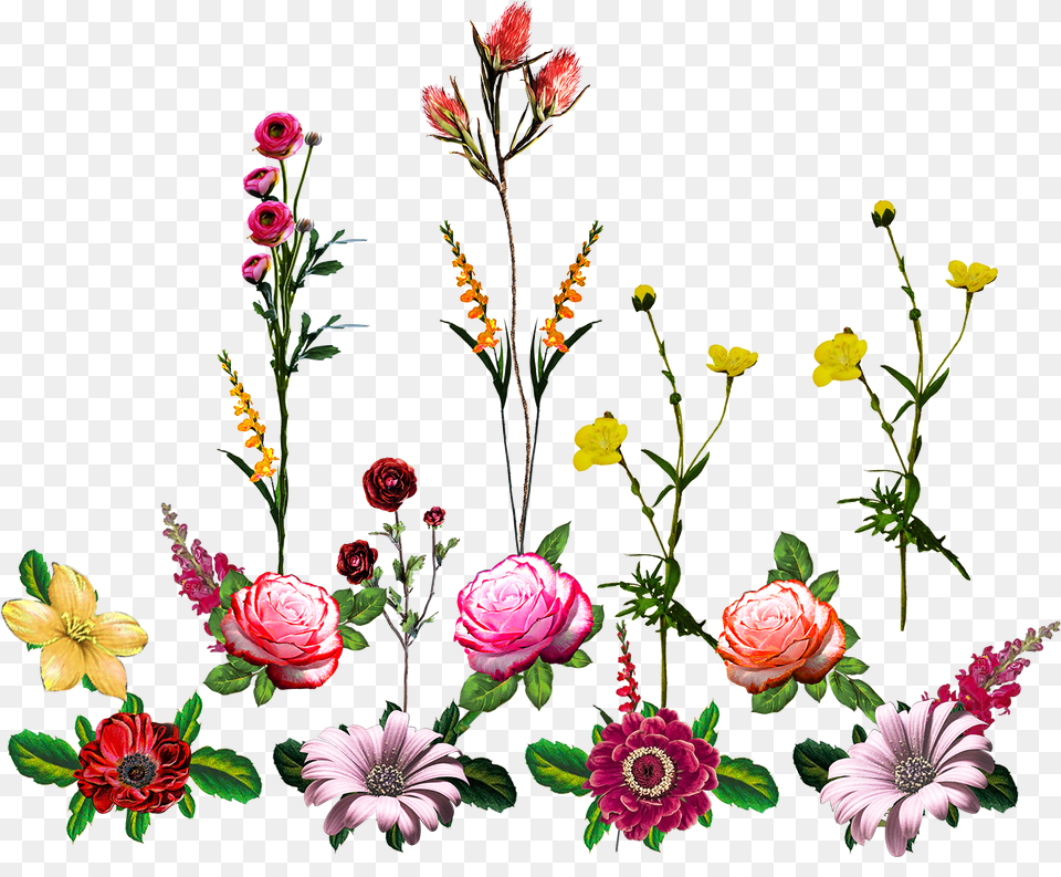Vectorflowervector Artflower Vectorvector Flower Vector Flower, Rose, Plant, Petal, Pattern Free Png Download