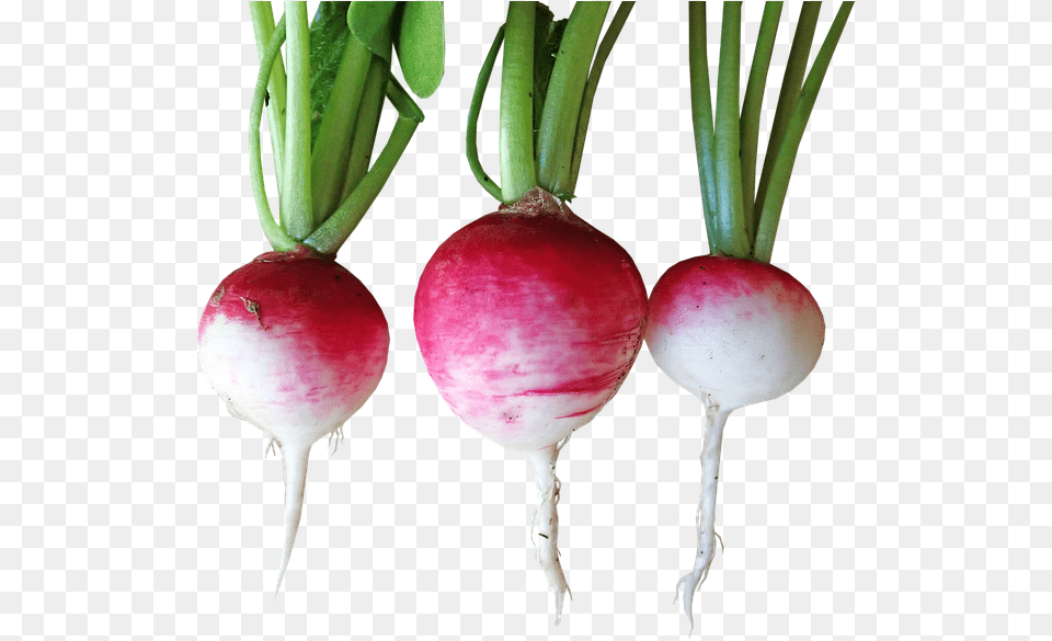 Vegetable, Food, Produce, Plant, Radish Png Image