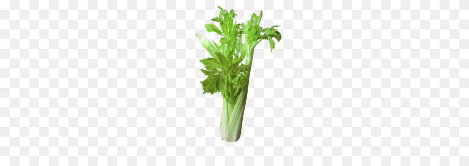 Vegetable Herbs, Parsley, Plant Png