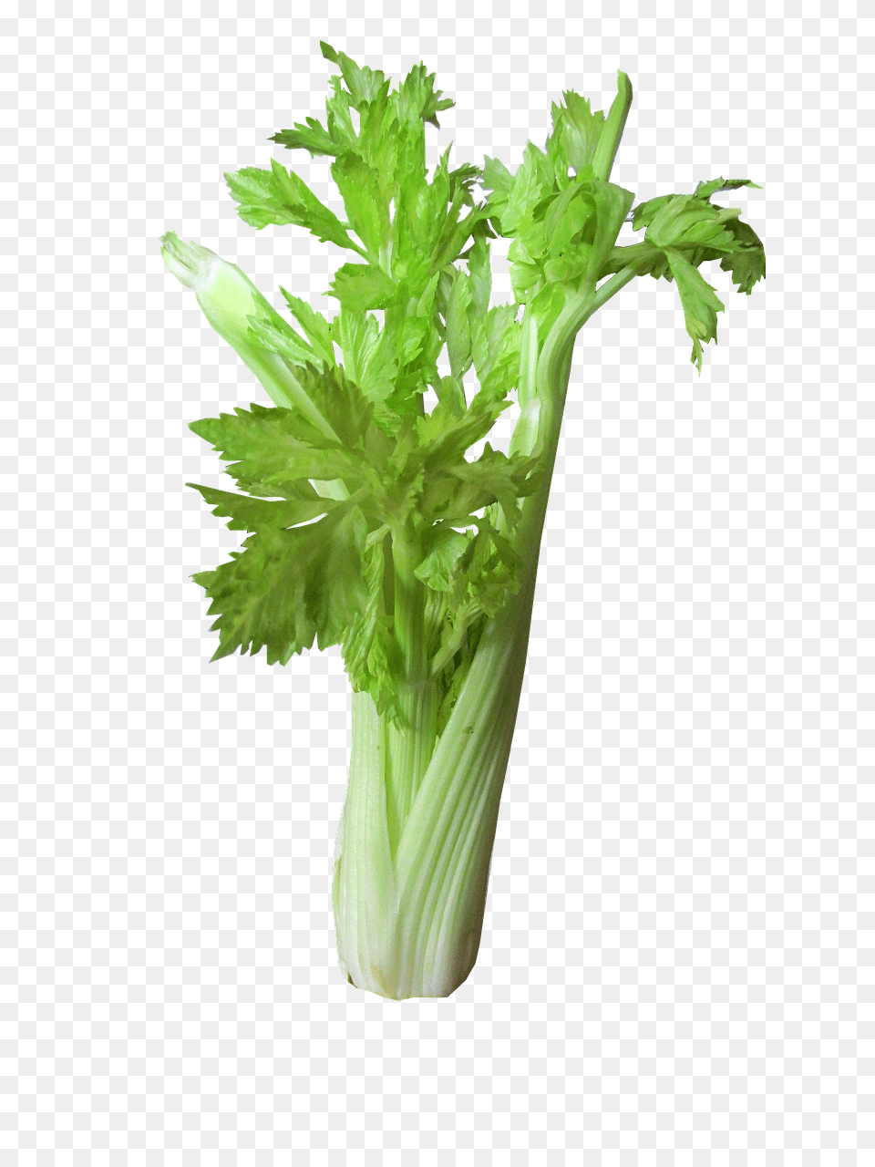 Vegetable Herbs, Plant, Parsley Png Image