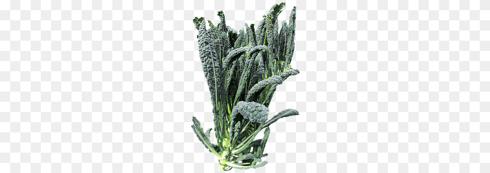 Vegetable Food, Kale, Leafy Green Vegetable, Plant Free Png
