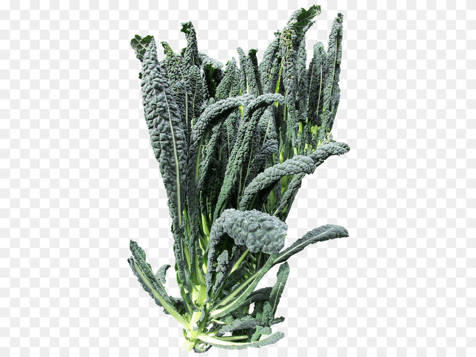 Vegetable Food, Kale, Leafy Green Vegetable, Plant Png
