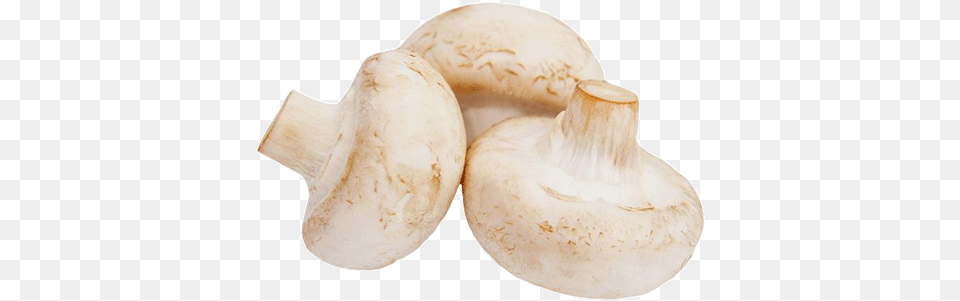 Vegetable, Fungus, Mushroom, Plant, Agaric Free Png Download