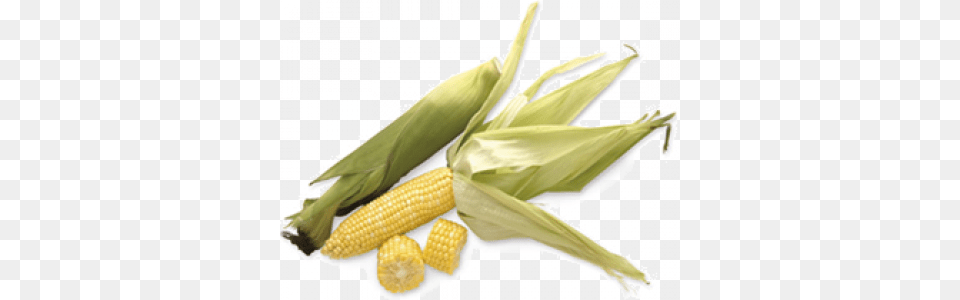 Vegetable, Corn, Food, Grain, Plant Free Png