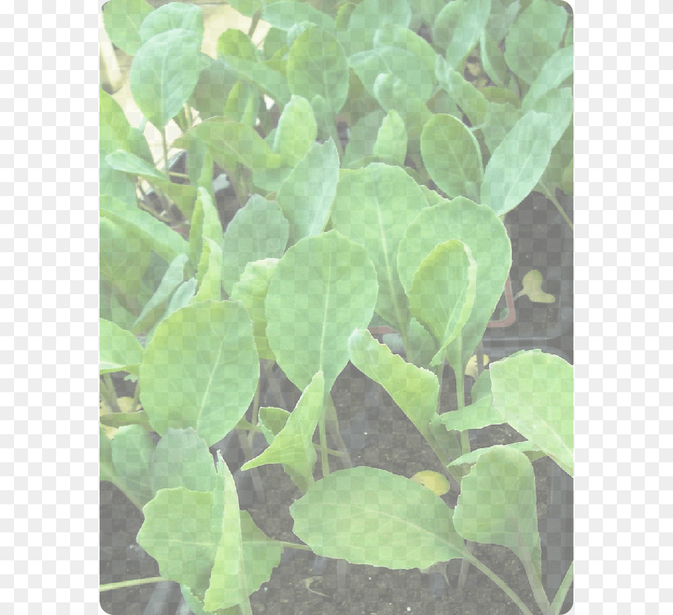 Vegetable, Leaf, Plant, Food, Produce Free Png