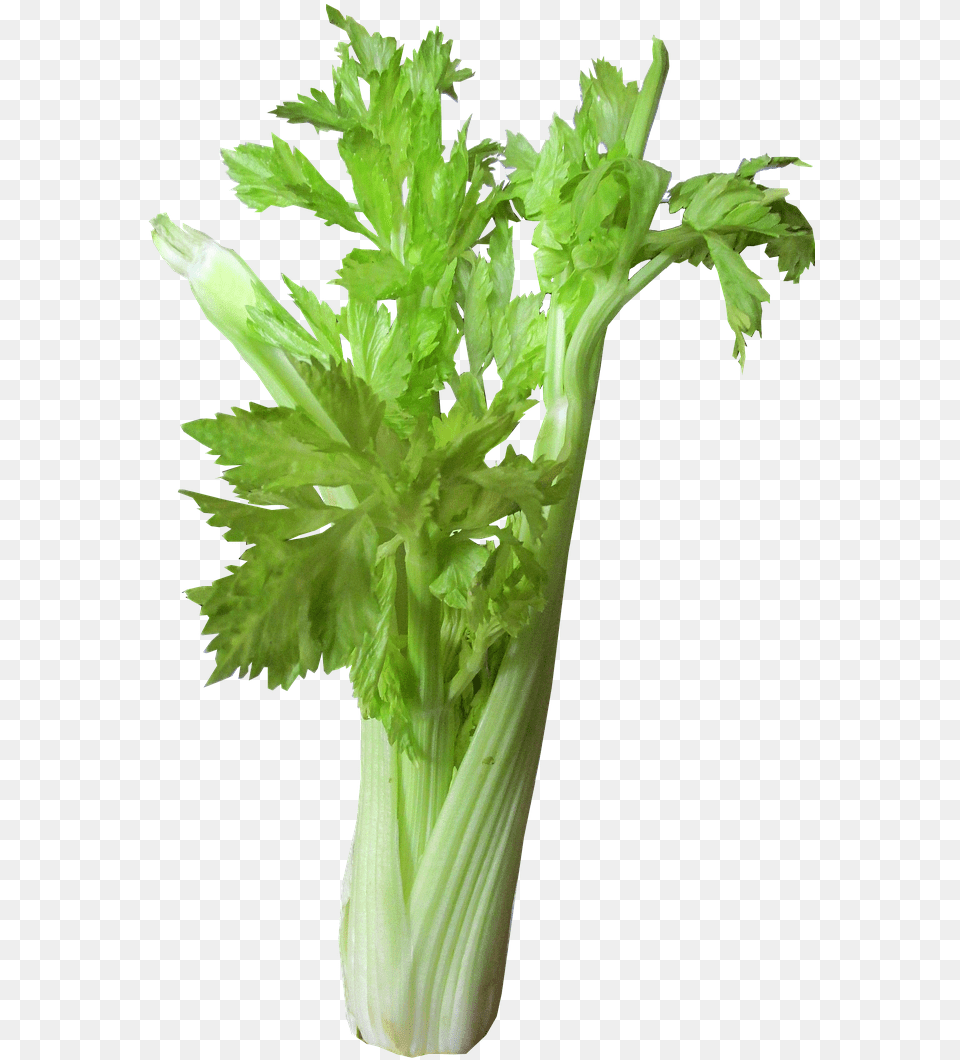 Vegetable Celery Cut Picture Celery Juice, Herbs, Plant, Parsley, Food Free Png