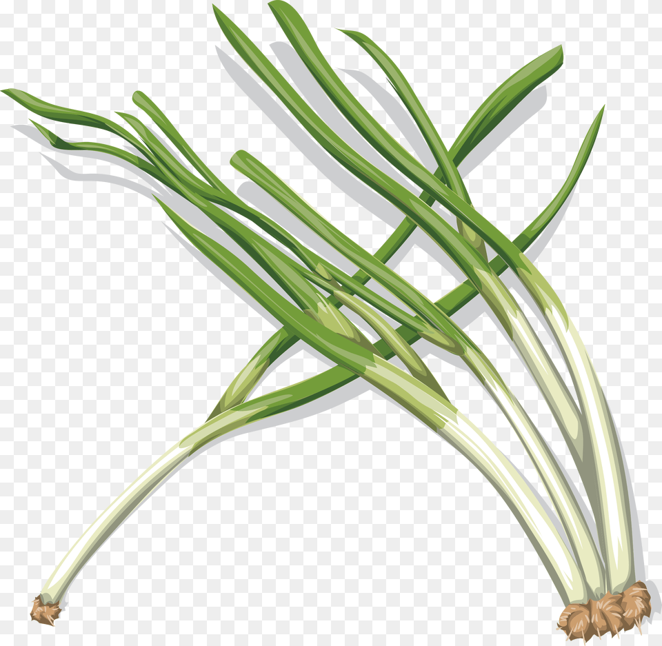 Vegetable Clipart Onion Onion, Food, Produce, Plant Free Png Download