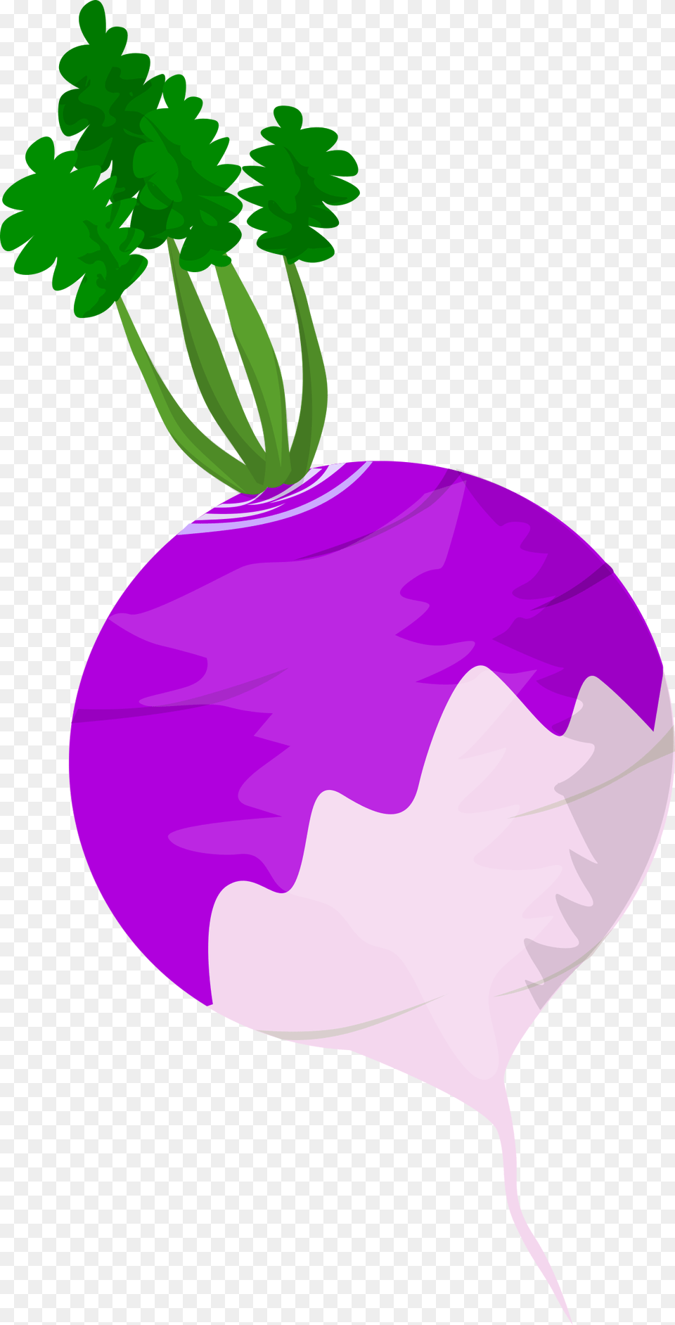 Vegetable Clipart Turnip, Produce, Food, Plant, Adult Free Png