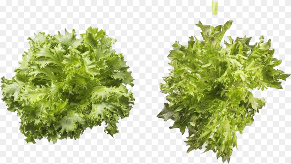 Vegetable Green Leaves Background, Food, Lettuce, Plant, Produce Png Image