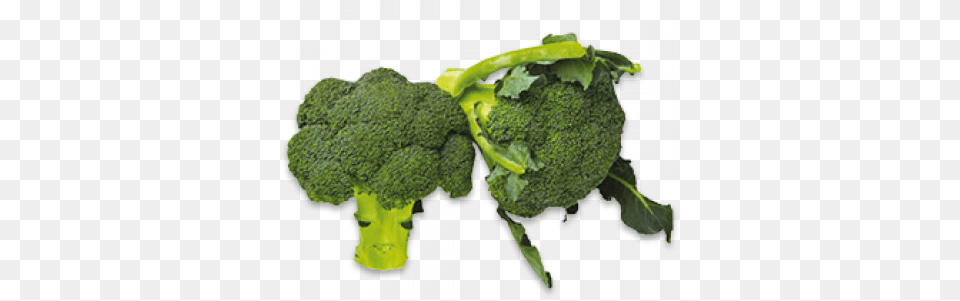 Vegetable Photo Arts Example Of Flower Vegetables, Broccoli, Food, Plant, Produce Png Image