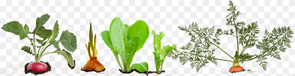 Vegetable Plant Chard, Soil, Leaf, Herbs, Food Png